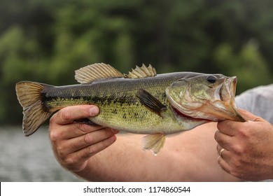 A freshwater largemouth bass, that is a big predator in ponds and lakes. The fisherman is holding the fish as his fresh catch.