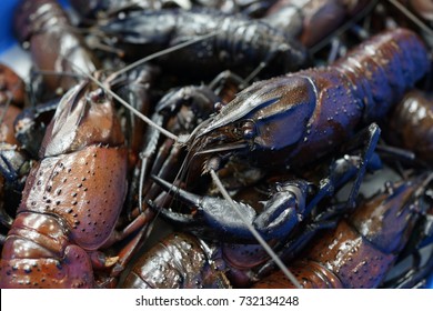 Freshwater Marron Selling On Seafood Market Stall. Marron Are The Largest Freshwater Crayfish In Western Australia.