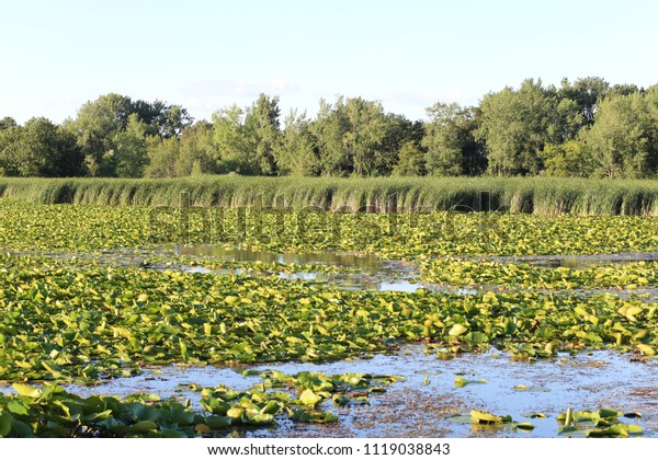 Freshwater Marsh Containing Lily Pads Cattails Stock Photo Edit Now