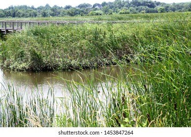 A Freshwater Marsh At The Russell W. Peterson Urban Wildlife Refuge In Wilmington, Delaware