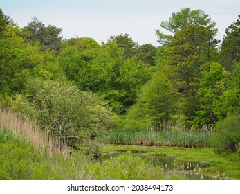 Freshwater Marsh, With Verdant Green Vegetation