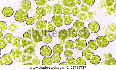 Freshwater microalgae blooming under microscope. The species is probably Chlamydocapsa sp. 800x magnification. Live cell. Selective focus