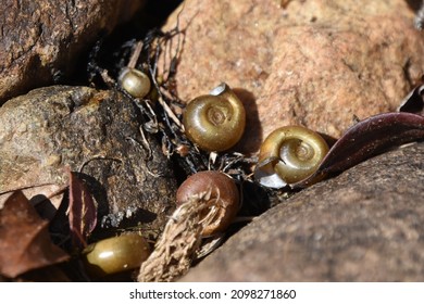 Freshwater molluscan shells, Newfoundland and Labrador Canada