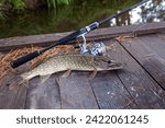 Freshwater Northern pike fish know as Esox Lucius and fishing rod with reel lying on vintage wooden background with yellow leaves at autumn time. Fishing concept, good catch - big freshwater pike fish