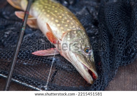 Freshwater Northern pike fish know as Esox Lucius and fishing rod with reel. Fishing concept, good catch - big freshwater pike fish just taken from the water and fishing rod with reel on landing net