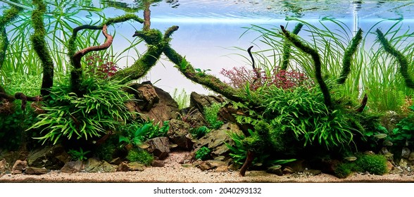 Freshwater planted aquarium (aquascape) with live plants and diamond tetra fish. Frodo stones and redmoor roots inside. Plants: trident, anubias, fissidens and java moss, ludwigia super red mini.