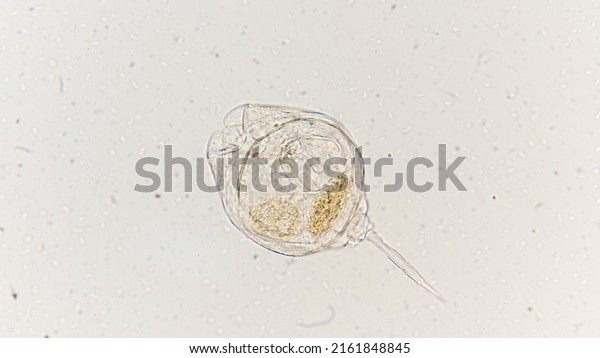 323 Rotifers Stock Photos, Images & Photography 