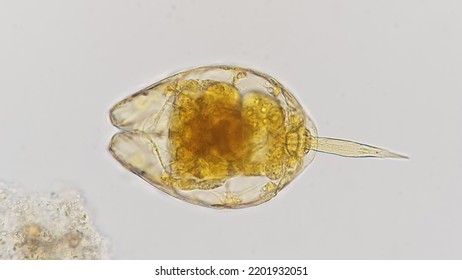 Freshwater Rotifer Genus Lecane. Preserved Sample. Stained By Lugol's Iodine. 400x Magnification With Selective Focus