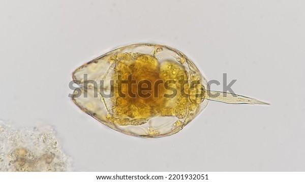 Freshwater Rotifer Genus Lecane Preserved Sample Stock Photo 2201932051 ...