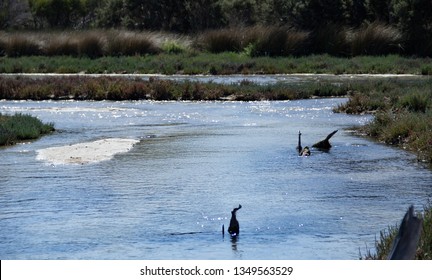 Freshwater Salt Marsh And Blue Sky   , Mandulah Quay , Australia 