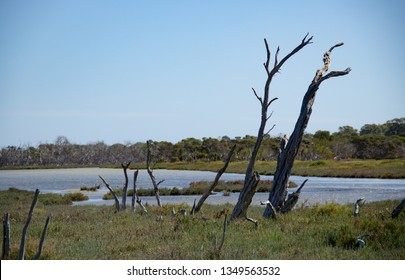 Freshwater Salt Marsh And Blue Sky   , Mandulah Quay , Australia 