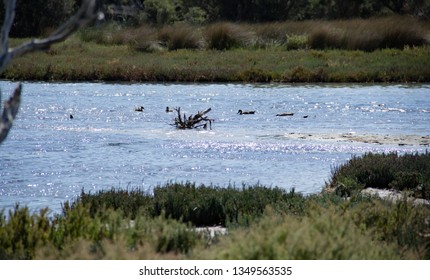 Freshwater Salt Marsh And Blue Sky   , Mandulah Quay , Australia 