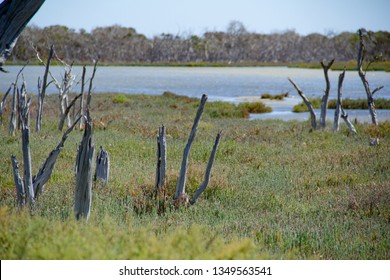 Freshwater Salt Marsh And Blue Sky   , Mandulah Quay , Australia 