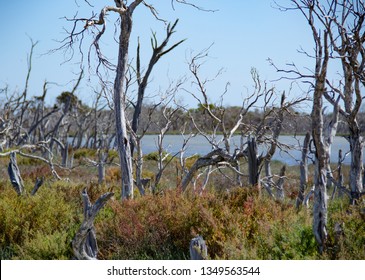 Freshwater Salt Marsh And Blue Sky   , Mandulah Quay , Australia 