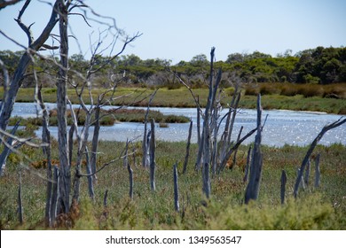 Freshwater Salt Marsh And Blue Sky   , Mandulah Quay , Australia 