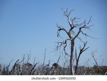 Freshwater Salt Marsh And Blue Sky   , Mandulah Quay , Australia 