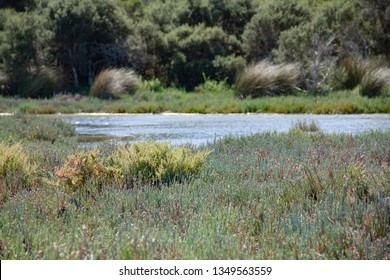 Freshwater Salt Marsh And Blue Sky   , Mandulah Quay , Australia 