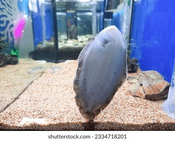 Freshwater sole, River sole, is a type of freshwater fish. The scientific name Brachirus panoides is slender. small eyes apart The mouth is small with nostrils clearly visible as tubes.