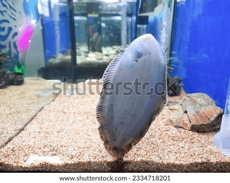 Freshwater sole, River sole, is a type of freshwater fish. The scientific name Brachirus panoides is slender. small eyes apart The mouth is small with nostrils clearly visible as tubes.