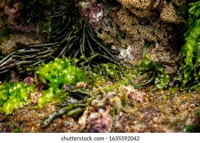 51 Spongilla Images, Stock Photos & Vectors | Shutterstock