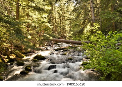 Freshwater Stream In Mt Hood National Forest