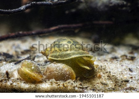 freshwater temperate snails, possibly Physa fontinalis search for food on sand substrate bottom near shells of possibly Pisidium amnicum, gastropod mollusks in biotope aquarium