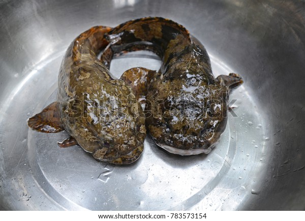 freshwater toadfish for sale