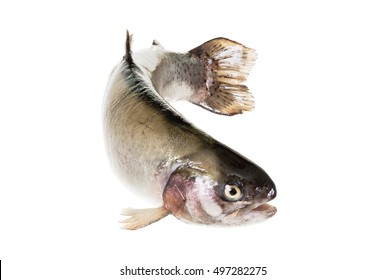 freshwater trout isolate on a white background closeup, salmon shot in a studio