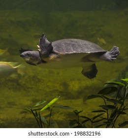 Freshwater Turtles