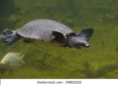 Freshwater Turtles