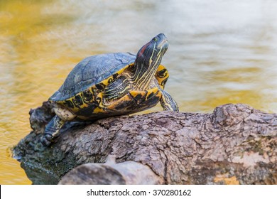 Freshwater Turtles