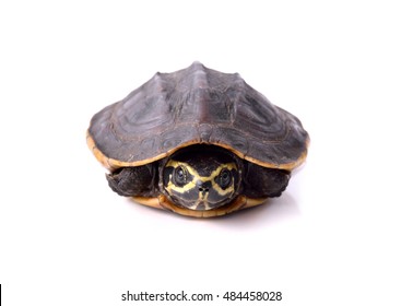 Freshwater Turtles Isolated On White Background Stock Photo 484458028 ...