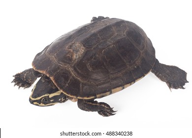 297 Australian freshwater turtle Images, Stock Photos & Vectors ...