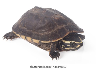 Freshwater Turtles Isolated On White Background Stock Photo 488340310 ...