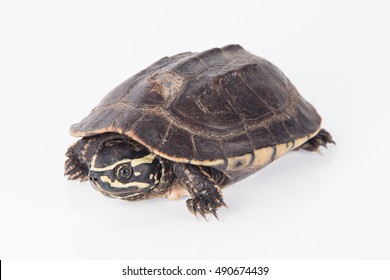 Freshwater Turtles Isolated On White Background Stock Photo 490674439 ...