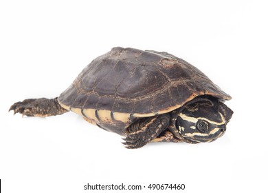 White Background Cute Turtles Stock Photo (Edit Now) 1900665700