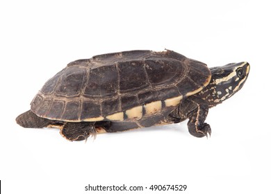 Australian Turtle Images, Stock Photos Vectors