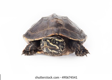 Freshwater Turtles Isolated On White Background Stock Photo 490674541 ...