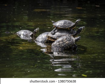 Freshwater Turtles Warm Themselves In The Sun