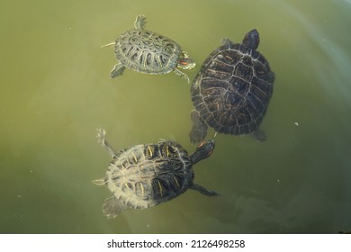 18,318 Tortoise pond Images, Stock Photos & Vectors | Shutterstock