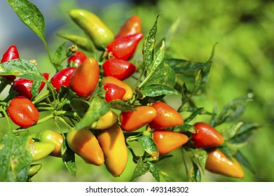 Fresno Chili Pepper Red Yellow Green Fresh