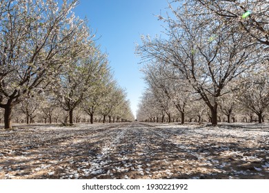 Fresno County Blossom Trail 2021 Spring