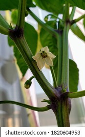 Fresno Pepper Bloom In Container On The Deck 