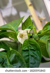 Fresno Pepper Flower On The Deck In Container 