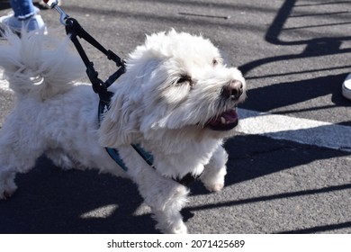 FRESNO, UNITED STATES - Oct 09, 2021: An Overhead Shot Of A Cute All White Small Poodle Dog On A Leash Outside Looking Up As The Sun Hits His Face In Fresno, United States