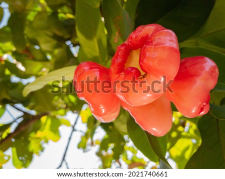Frest Water Rose Guava - Syzygium Samarangense Southasia Indonesia