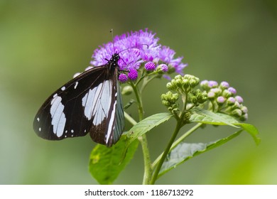 The Friar (Amauris Niavius) Butterfly On Purple Flower In Bwindi National Park, Uganda