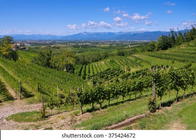 Friaul Vineyards In Northern Italy