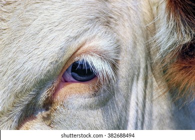 Cow Eye Images Stock Photos Vectors Shutterstock