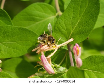 Frick Park Bee At Work